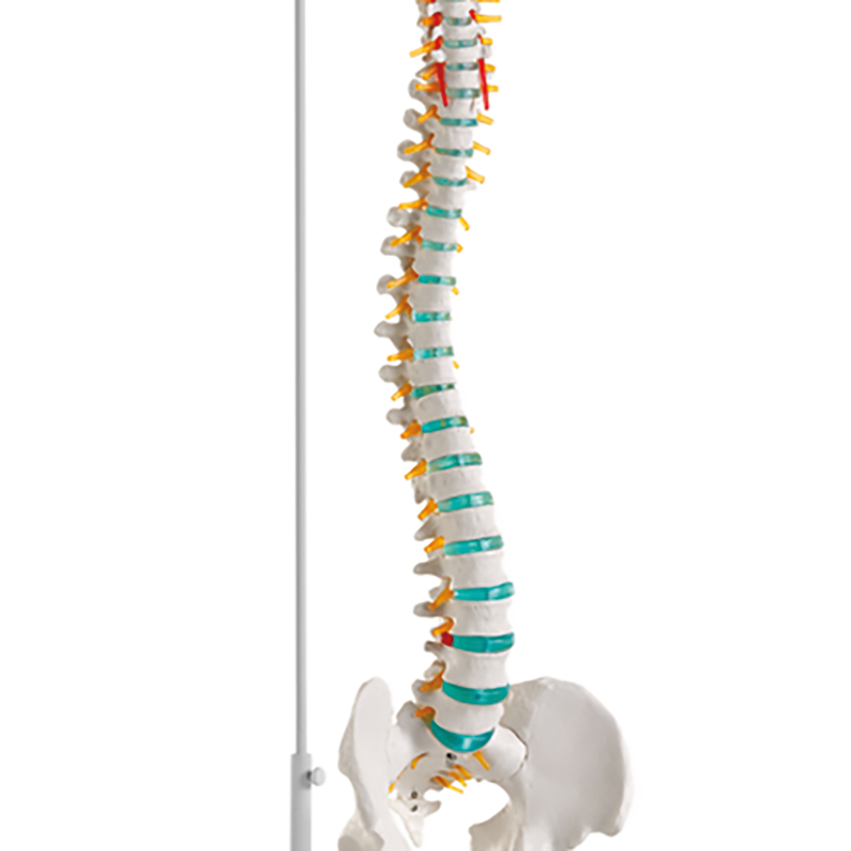 9511133_1 Flexible Wirbelsäule