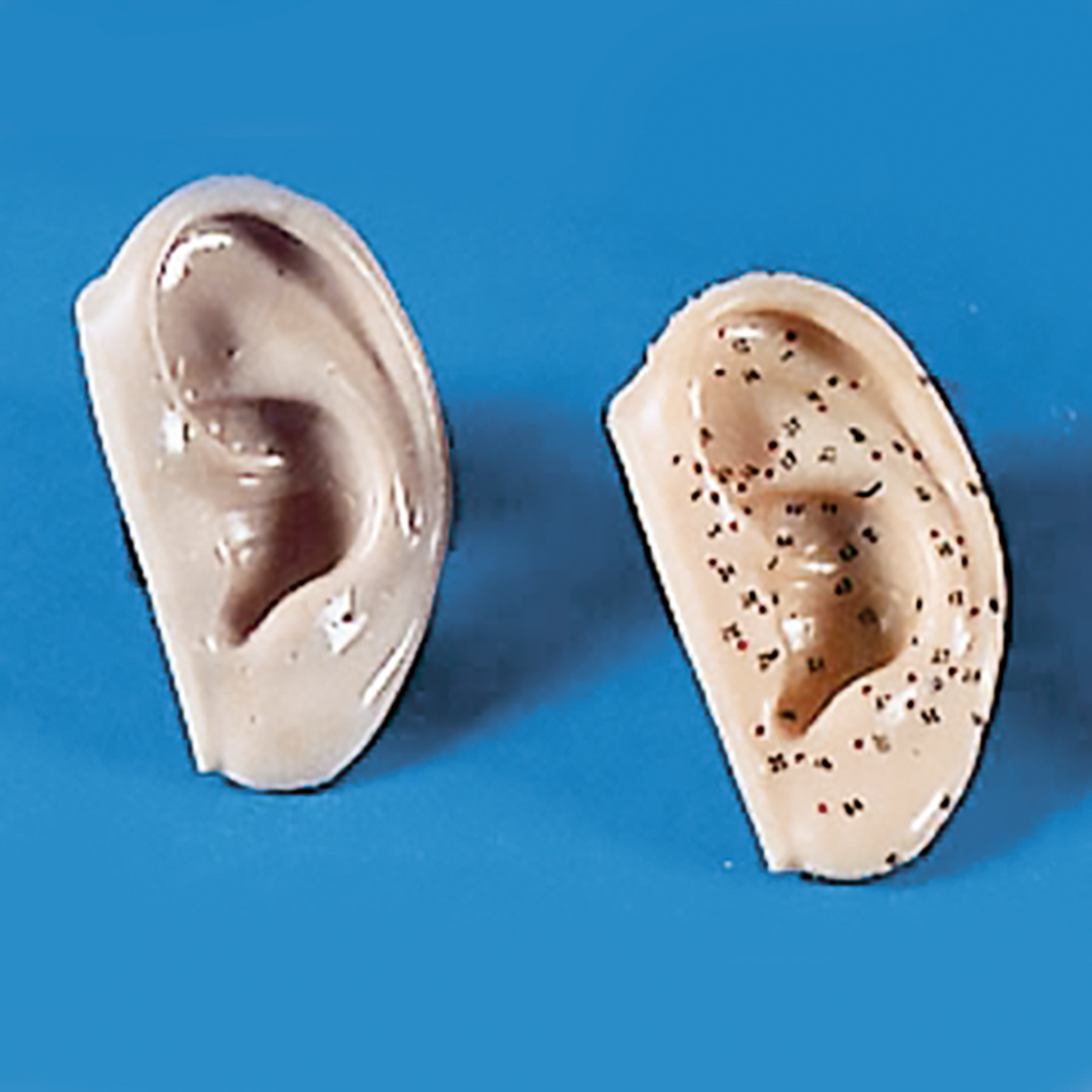 9402153_1 Ohr-Modell