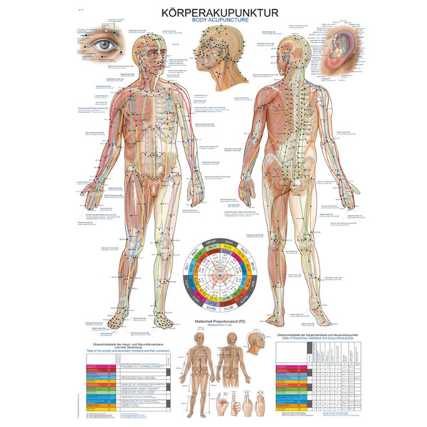 Anatomische Lehrtafel Körperakupunktur