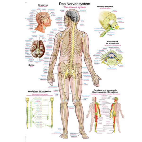 Anatomische Lehrtafel Nervensystem